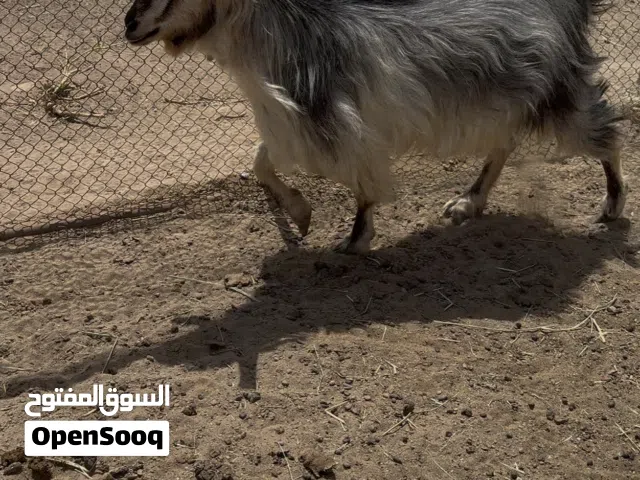 شاه صغيره سمين فول