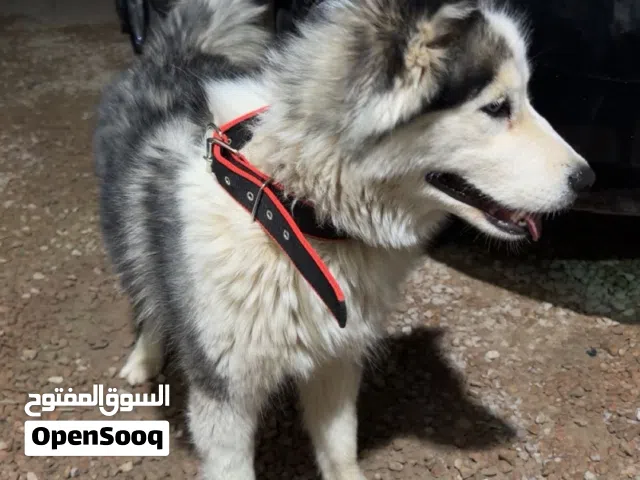 هاسكي انتئ عمر 6 شهور