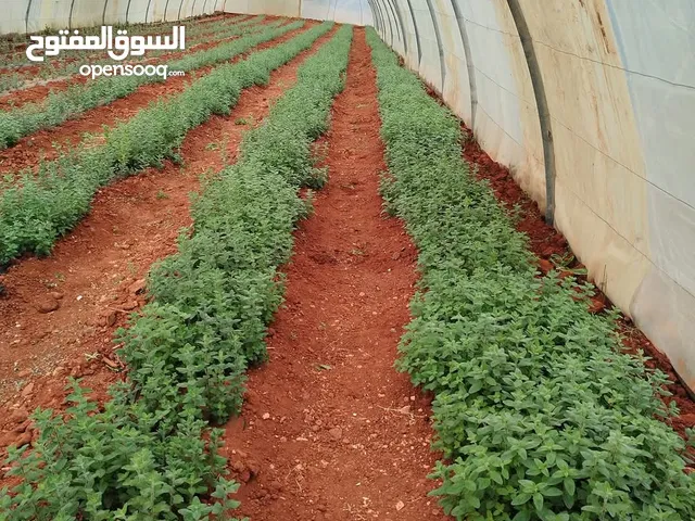 السلام عليكم ورحمة الله وبركاته بيت بلاستك طول 48 *9 استخدام موسم خالي من القص والصداء وخالي من التو