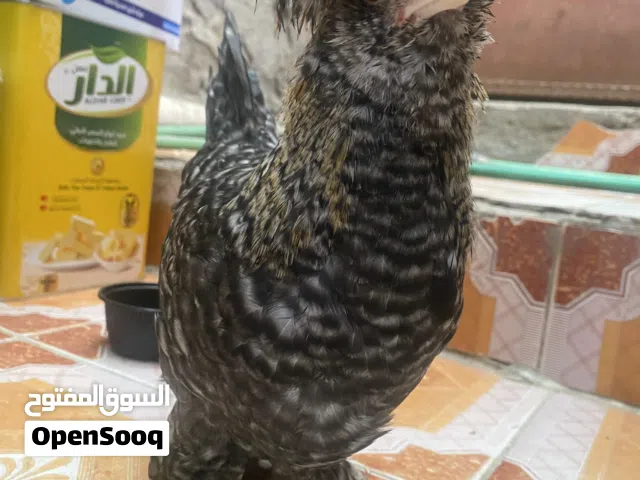 فروجه سلطاني للبيع