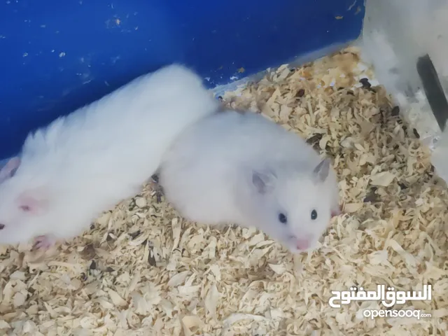 هامستر سوري انتاج مزارع مطعم جاهز لبيته جديد