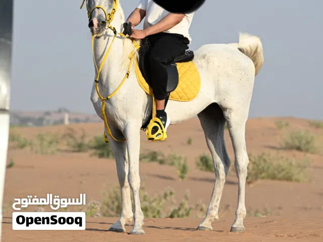 حصان للبيع بدون جواز