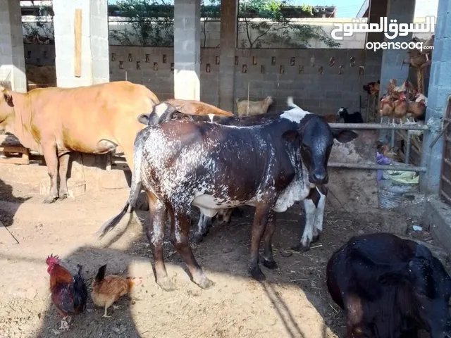 مواشي إثيوبية وإبقار عمانية