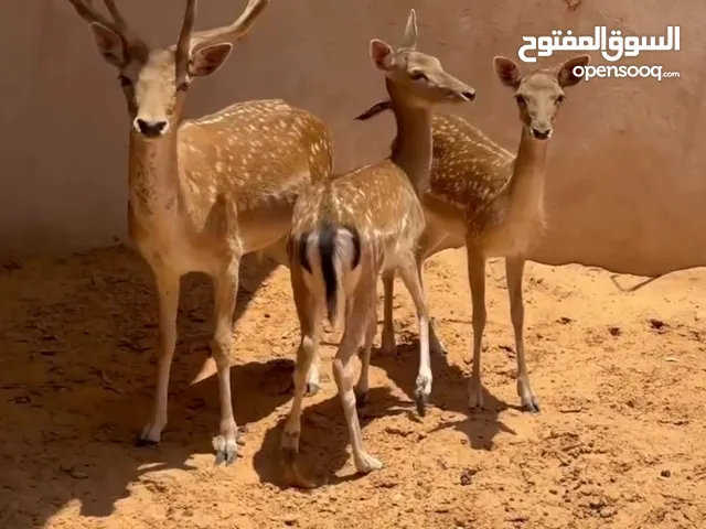 غزال الأيل الأوروبي