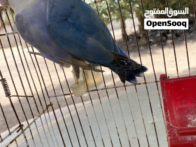 متوفر زوز اناتي بركديلو واحده منهم كيف طالعه من الدحي لون ربي يبارك