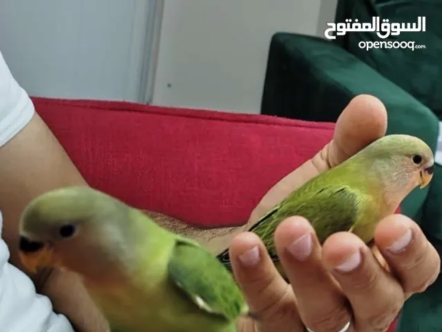 طير بغبغا الدرة