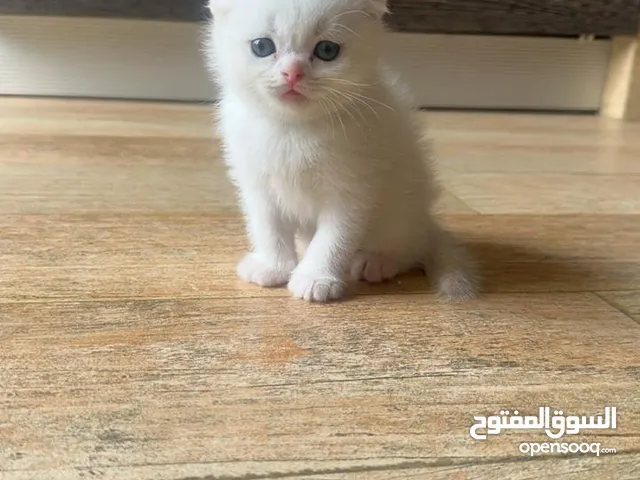 pure bred Scottish fold kitten