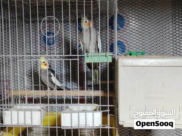 كوكتيل للبيع