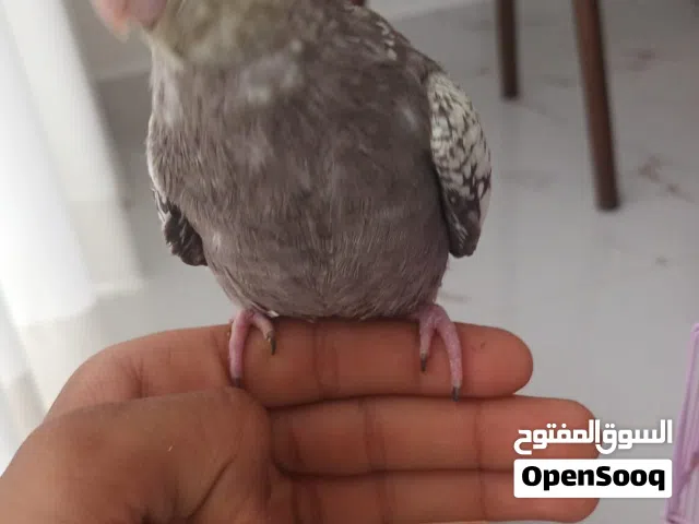 كوكتيل للبيع