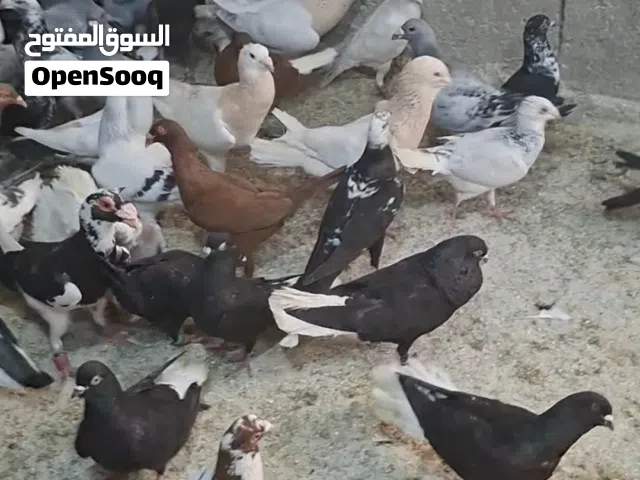 كوم حمام 230 حبه صحه ونظافه الحبه ع دينارين ونص كوم كامل القطع كل شي بسعرو وحسب العدد تنظيف سطح