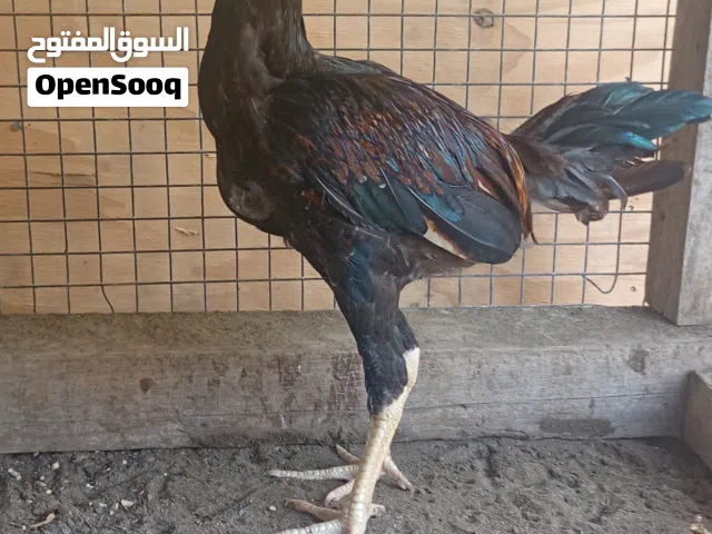 دجاج باكستاني أقراء الوصف