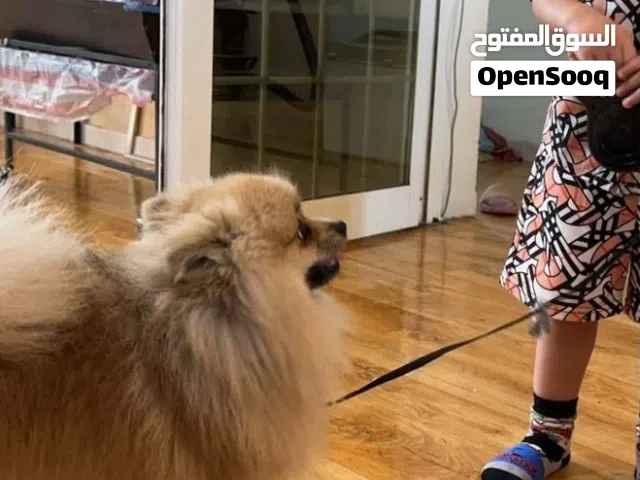 كلب بوميرانيان