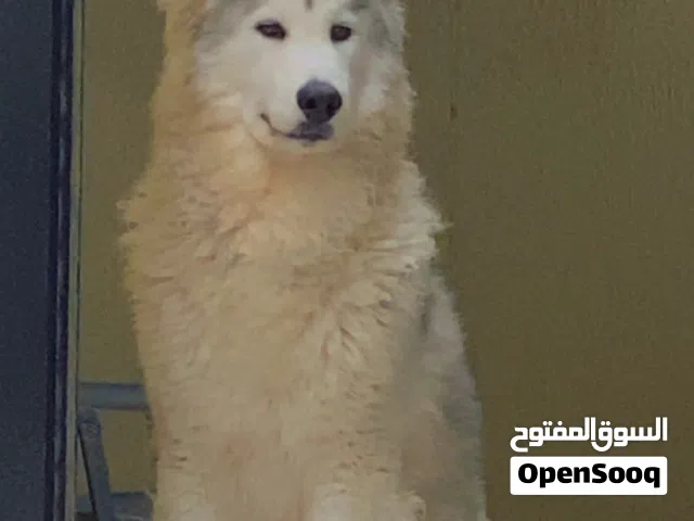 هاسكي مالموت