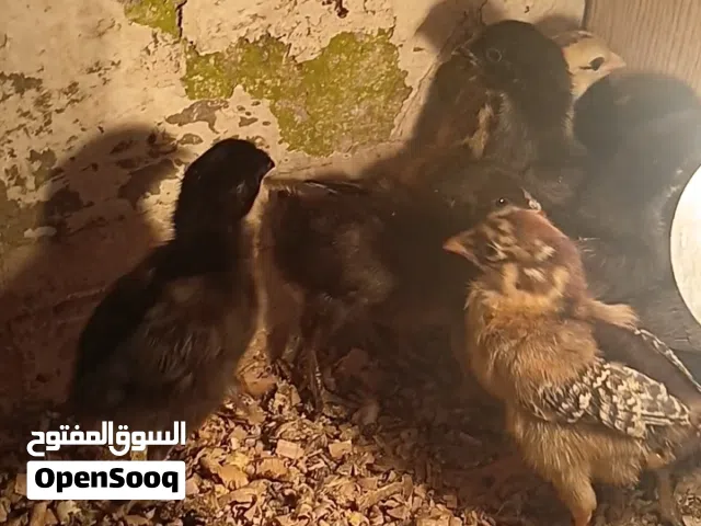 صيصان بلدي