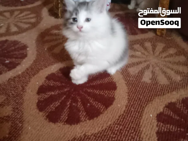 حيوانات للبي.