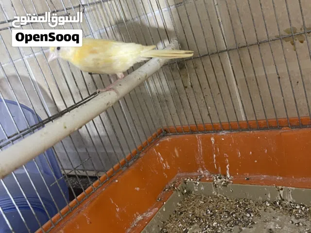 فراغ عصافير كنار حب طويلة الأم الحمراء والأب أحمر صلاته على النبي
