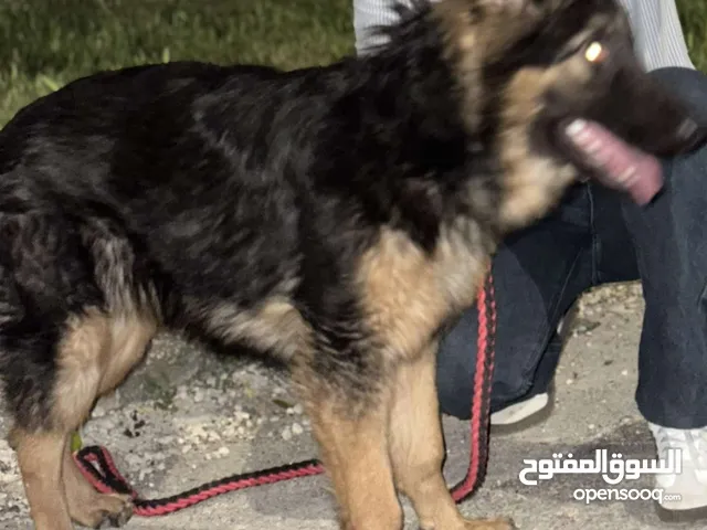 جيرمن شيبرد للبيع