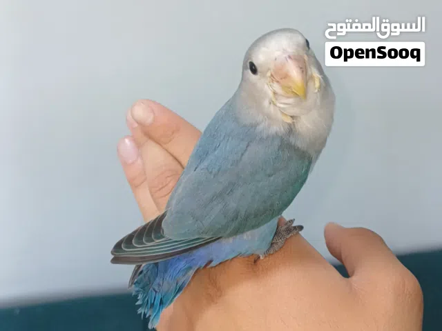 روز وايت فيس بلو