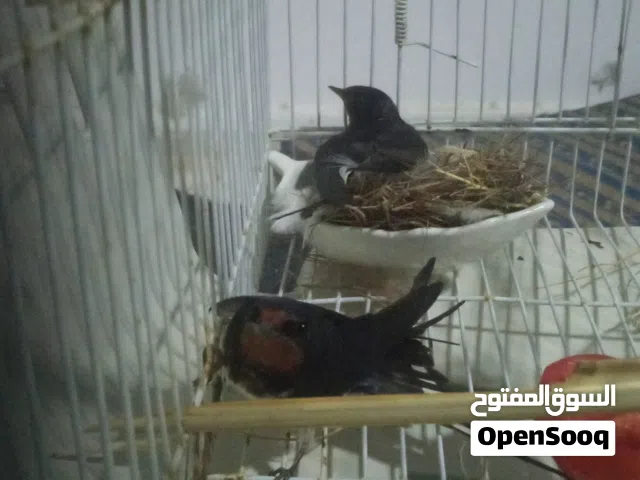 كوبيةة تحتها دحي