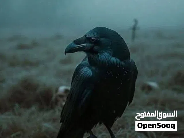 مطلوب غراب