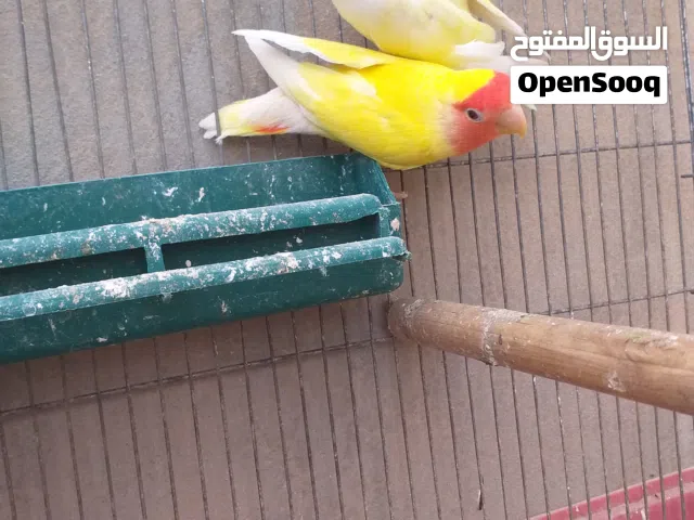 متاح كوبية بركديلو للبيع ريش مصقرات بصحه جيد