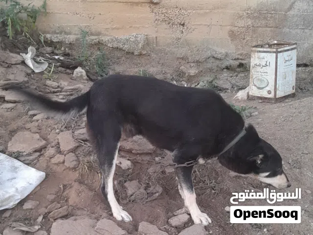 كلب تبني لشخص يخاف الله فيه