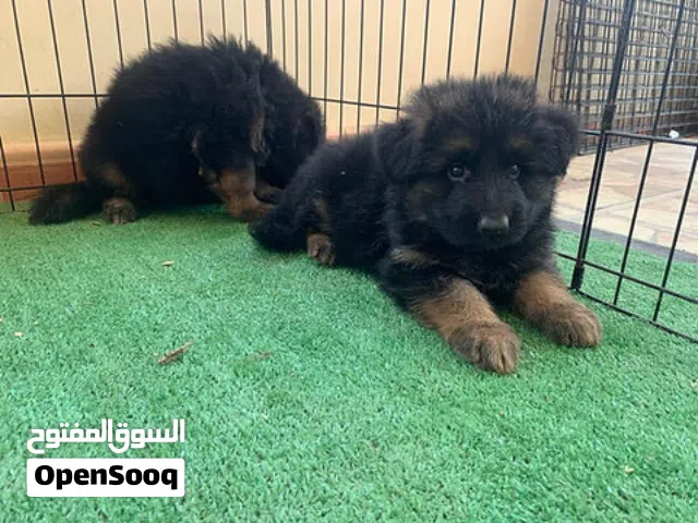 جراوي جيرمن  German Shepherd puppies Long hair