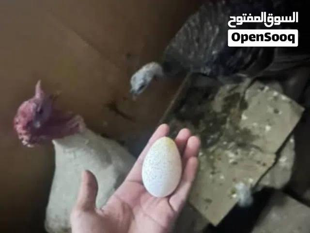 دجاج رومي منتج