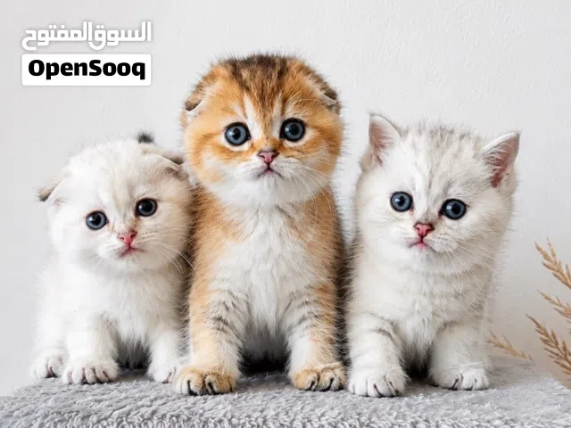 Ny25 & Ns11 Scottish triple fold
