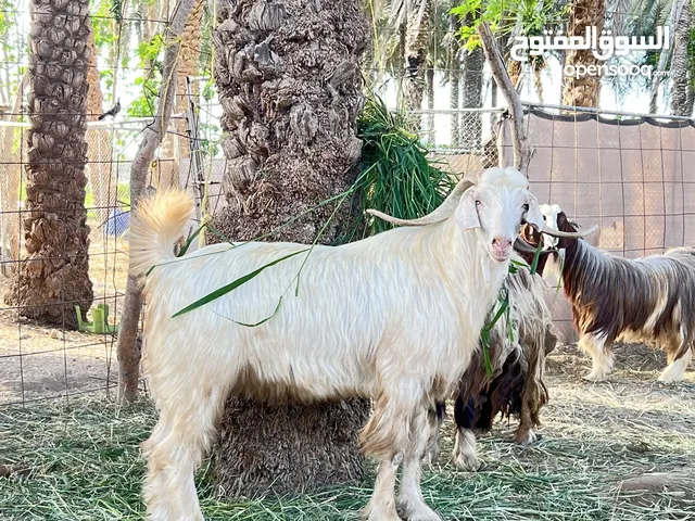 تيوسه وكبشان اضاحي سمان فوول بمعنى الكلمة مخصايات ونظاف الي يبا يعيد بشي طيب مرحبابه يتفضل وينقي