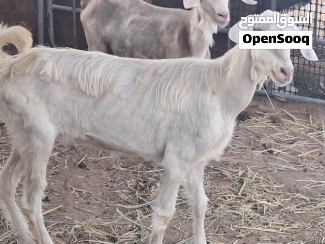 شاه من حلال الجواميد جمه كل شي صاحي ب60+ تيس فحل ب110