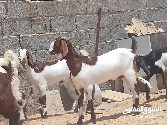بسم الله توكلنا على الله يوجد 6 جديان و 4 عنايق العمر 4 الى 5 اشهر المكان...مصراته التواص
