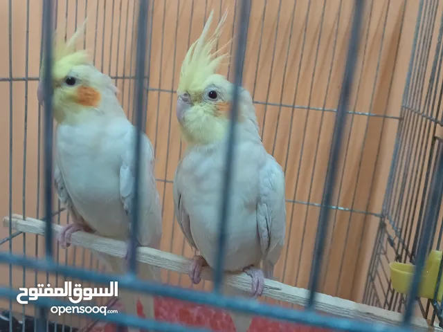 مخاليف 2 عمر تسعه الشهر
