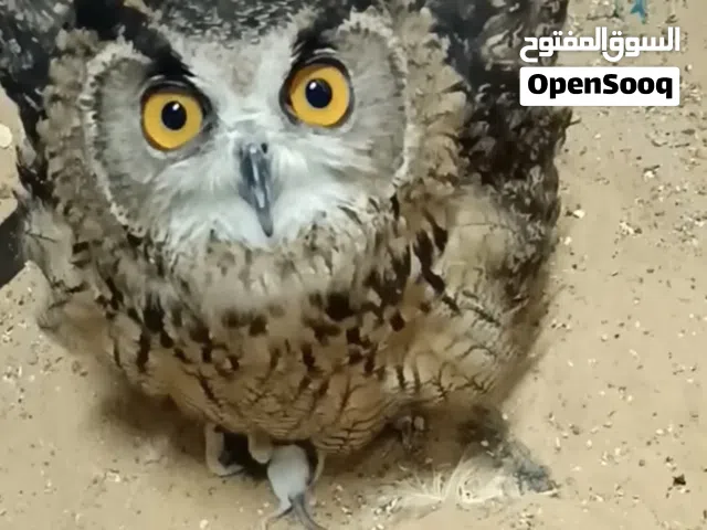 مطلوب مطلوب فرخ البومه النسريه