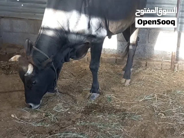 ثور  جرسي سمين البريمي