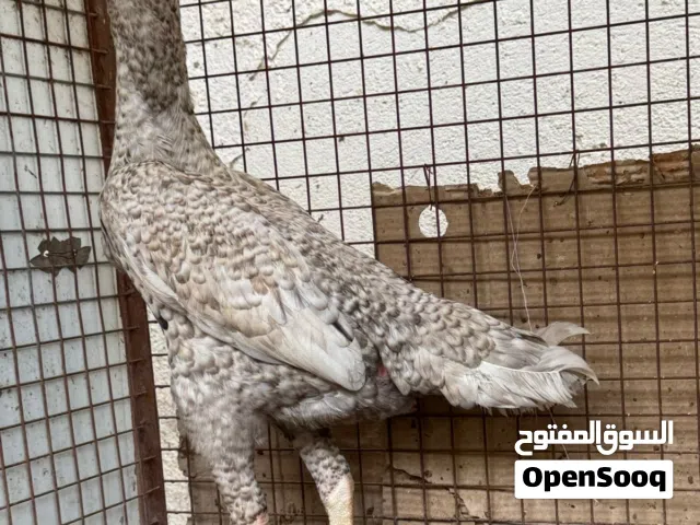 شامو الماني دجاج ودياكه اقرا التفاصيل توجد استماره اسفل لاعلان