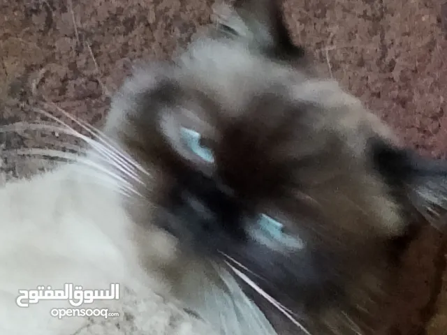 قط هملايا للبيع