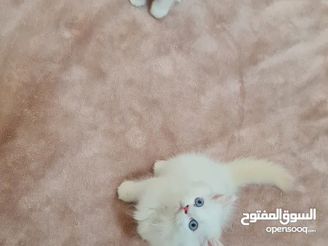 قطط همالايا اصيله بعيون زرقاء ساحره