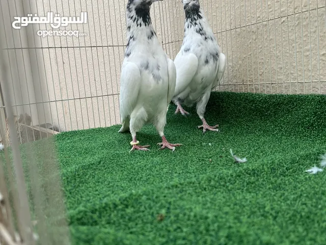 حمام باكستاني للبيع او البدل مع دجاج فرنسي .. اقراء الوصف ..