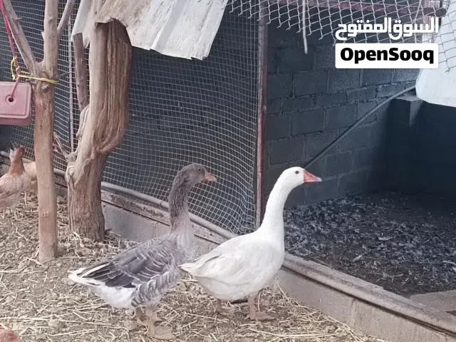 زوج وز عمر الانتاج وحجم كبير