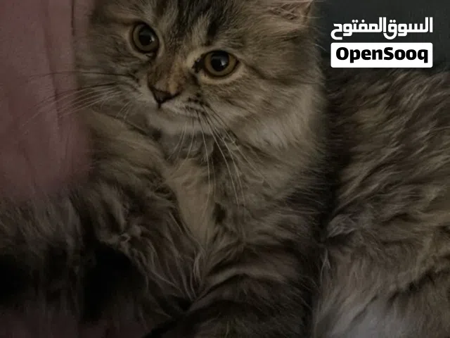 قطة أنثى مع أغراضها