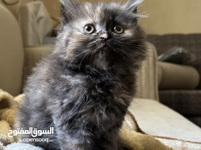 كتن صغيره وحلوه لعوبه للبيع