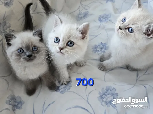 British Shorthair, Type:(Color Points)