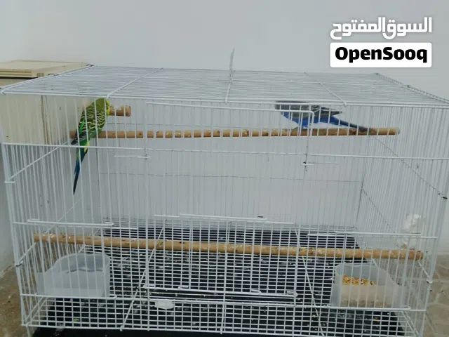 طيور هند منتجة