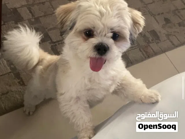 شيزو مدرب و اجتماعي مع الأطفال قابل التفاوض السعر