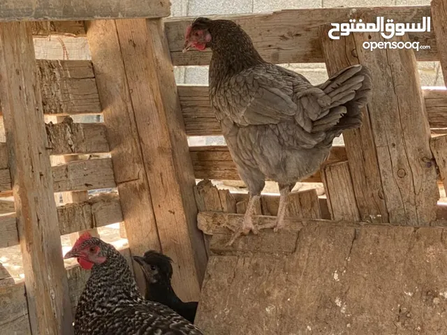 عتاتيق جميزه للبيع المكان مصراته