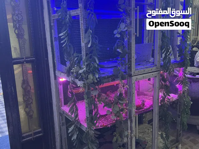 قفص طيور زينه
