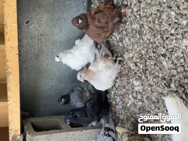 حمام كشكي مستوات ممتازه و اغلبهم خوارج