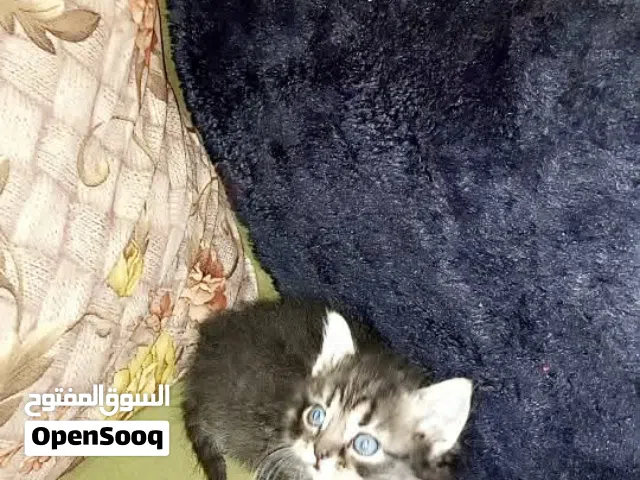 قطط لعوبات جدا العمر شهرين