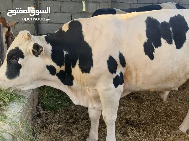 السلام عليكم عجوله 6 للبيع